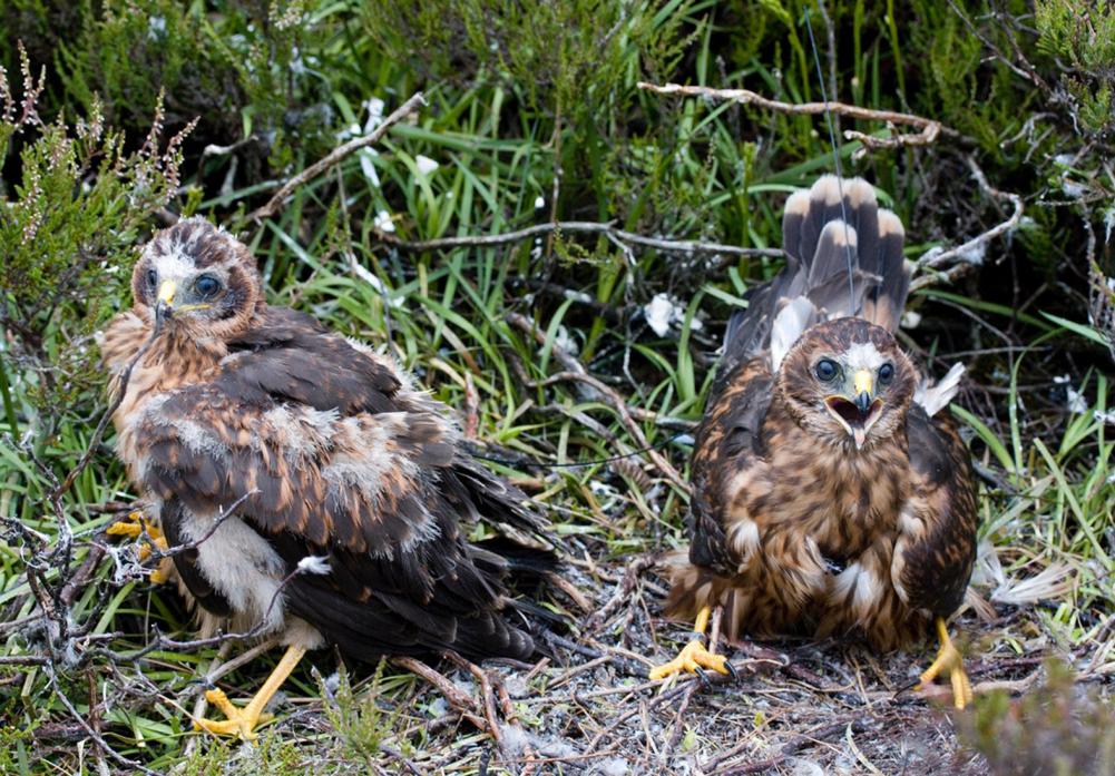 MISSING: Hen harrier chick Marc and Manu, which were tagged and tracked. Manu went missing from a grouse moor in Northumberland last October and Marc disappeared from a moor near Middleton-in-Teesdale last month               Pic: Tim Jones