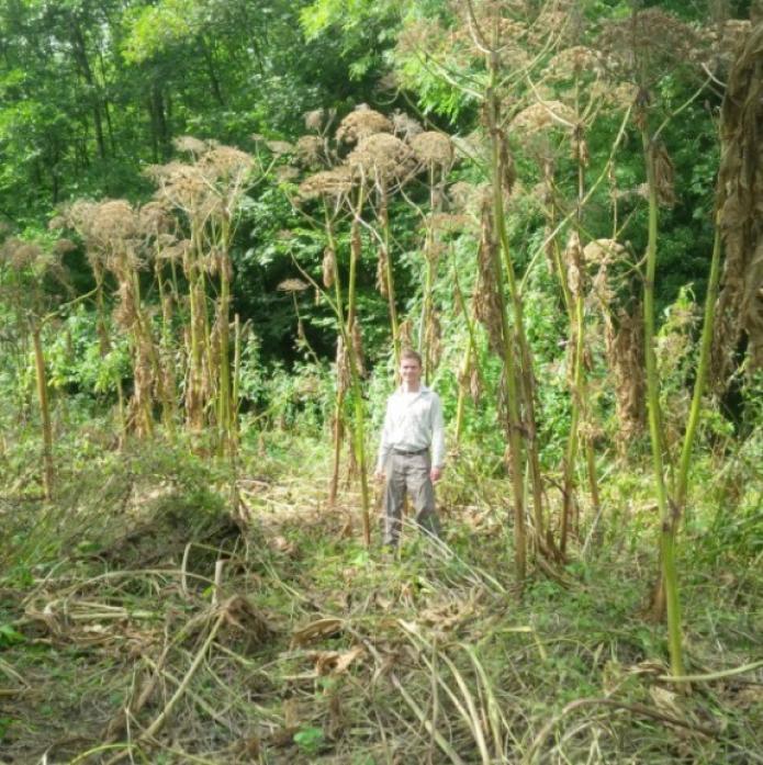 SPREADING: Giant hogweed has been a significant problem on the River Tees