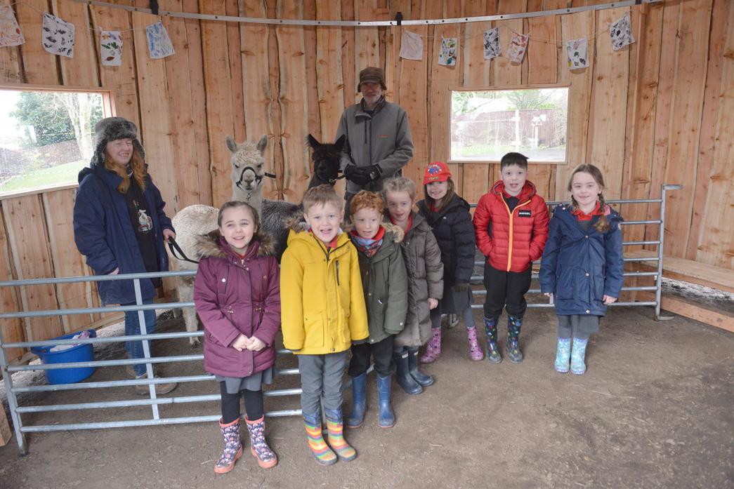 PLEASED TO MEET YOU: Class 1 enjoyed meeting the alpacas inside Montalbo Primary School’s new roundhouse