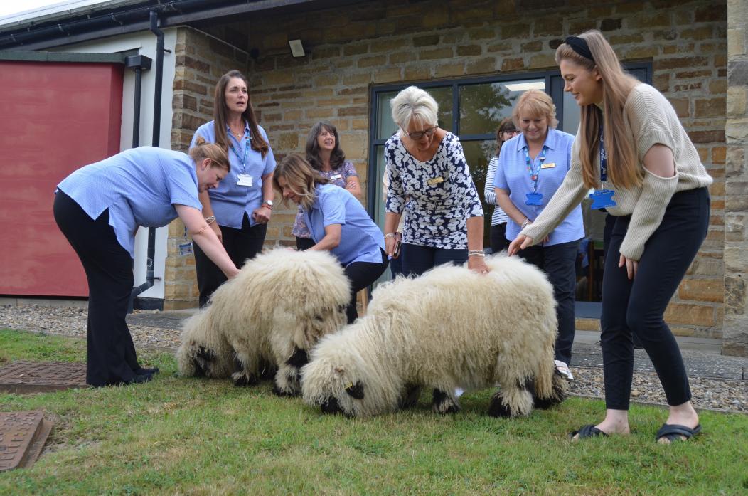 SHEEP TREAT: Nimpy and Noodle, the Valois black nose lambs, were a big hit with staff at Gainford Surgery