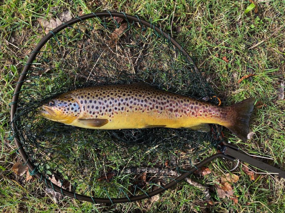 HOOKED: Good sized brown trout, such as this one caught by town angler Shane Jackson, are being caught in the Tees at Barney