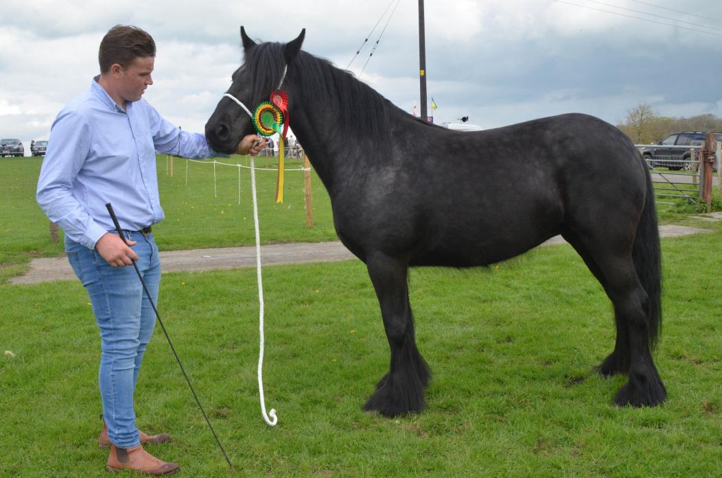 TOP ANIMAL: Pumphouse Pearl won the in-hand champion title, pictured with Lee Daley