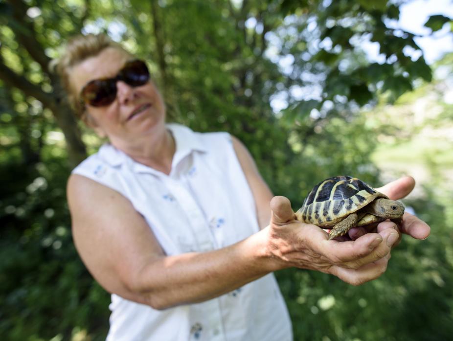 CLOSE EYE: Kathy Palmer with the pet tortoise after his adventure  		              TM pic