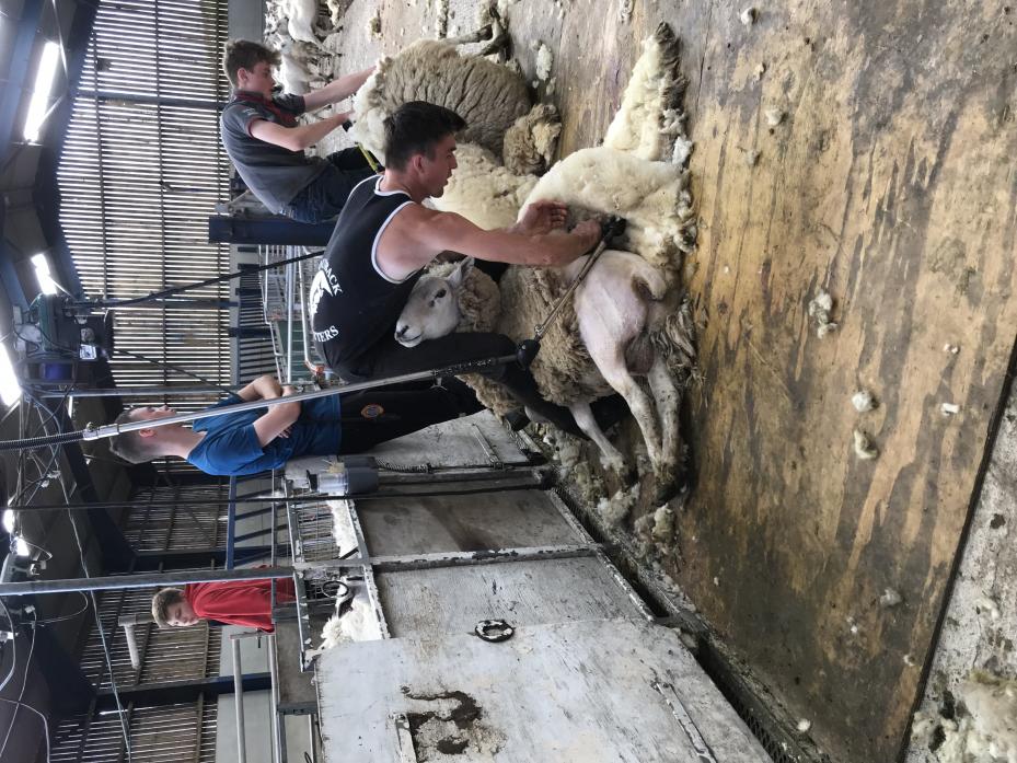 GOLDEN FLEECE: Lewis Wearmouth shearing a sheep. He has earned a gold seal for sheep shearing – the highest award made by the British Wool Association