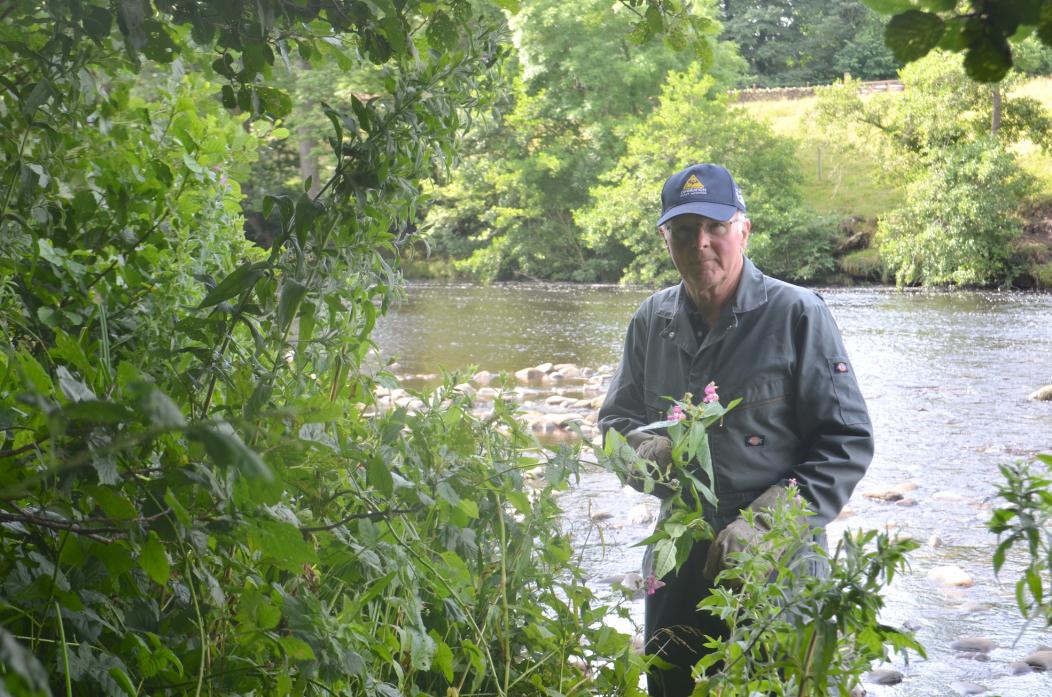 BATTLING ON: Geoff King, one of Barney’s volunteer workers who were out keeping the spread of Himalayan balsam in check on the riverside				              TM pic