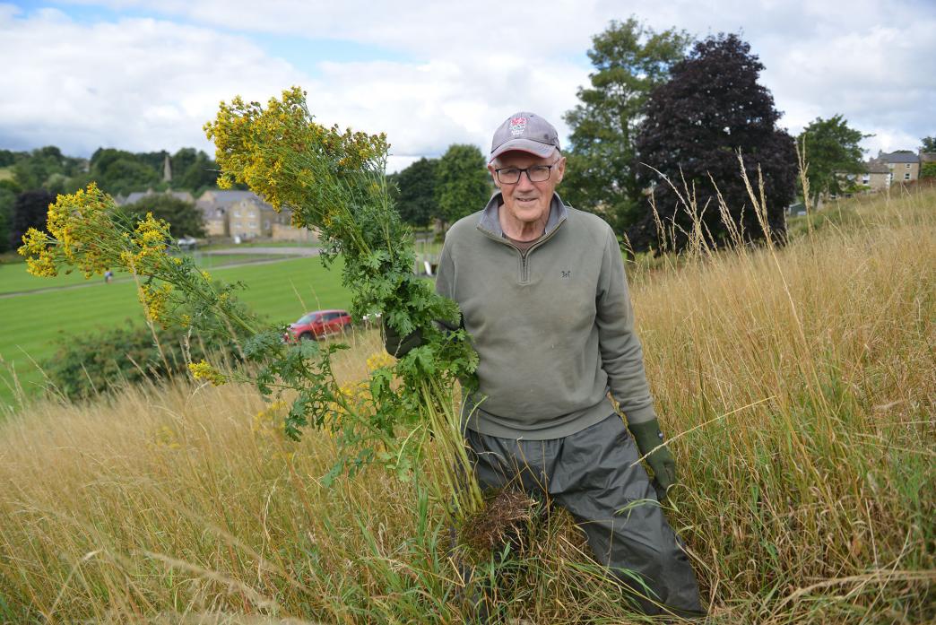 UPROOTED: Tim Raw wears hardy gloves and long sleeves while removing noxious ragwort