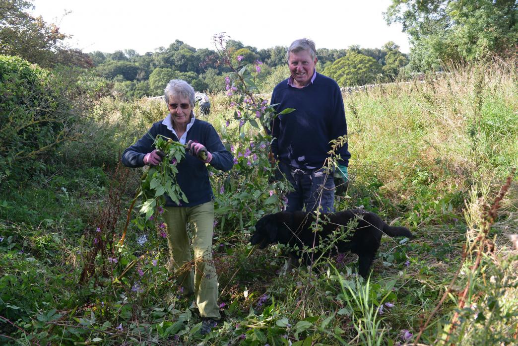 ANOTHER ONE BITES THE DUST: Linda Messenger, John White and black Labrador Winston at work removing Himalayan balsam from along the waterways on Barnard Castle’s upper Demesnes TM pic