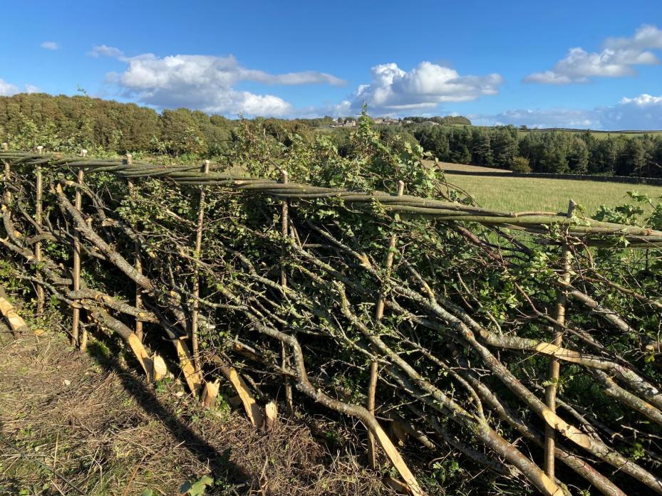 NATURE’S ASSET: Hedge-laying – ancient rural skill – is being celebrated in a Durham County Council- organised competition, while Defra is seeking views on hedgerow protection