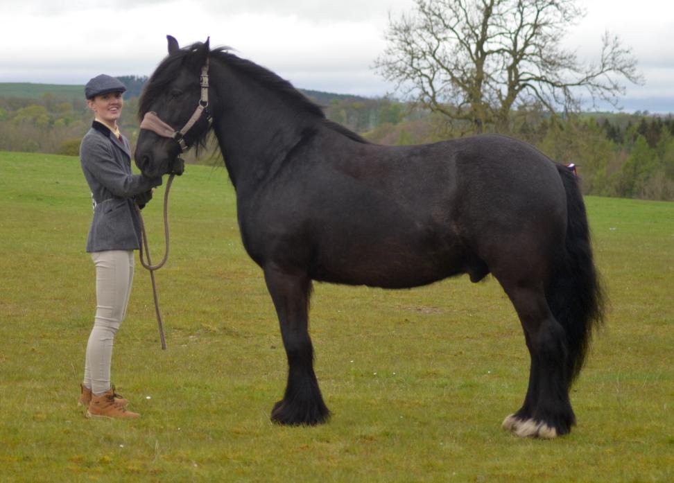 Kellie Cook, the recipient of a Dales Pony Society bursary, with 14-year-old Redlea JP  TM pics