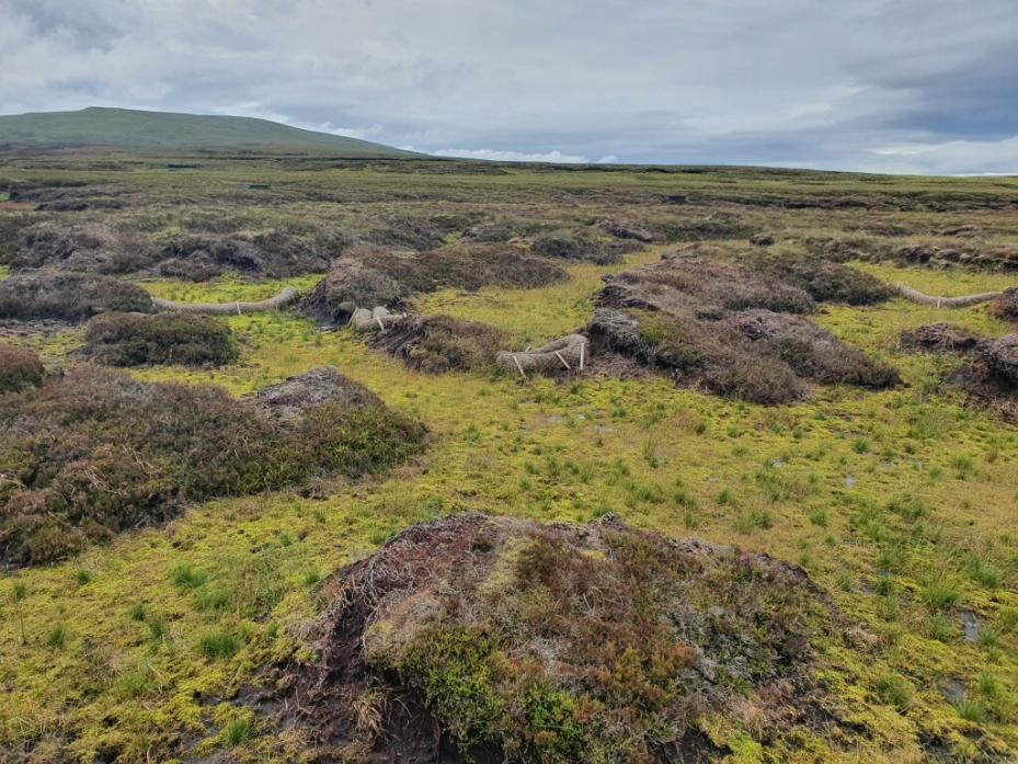A damaged peatland site in the north Pennines three years after restoration  Pic: Pennines National Landscape