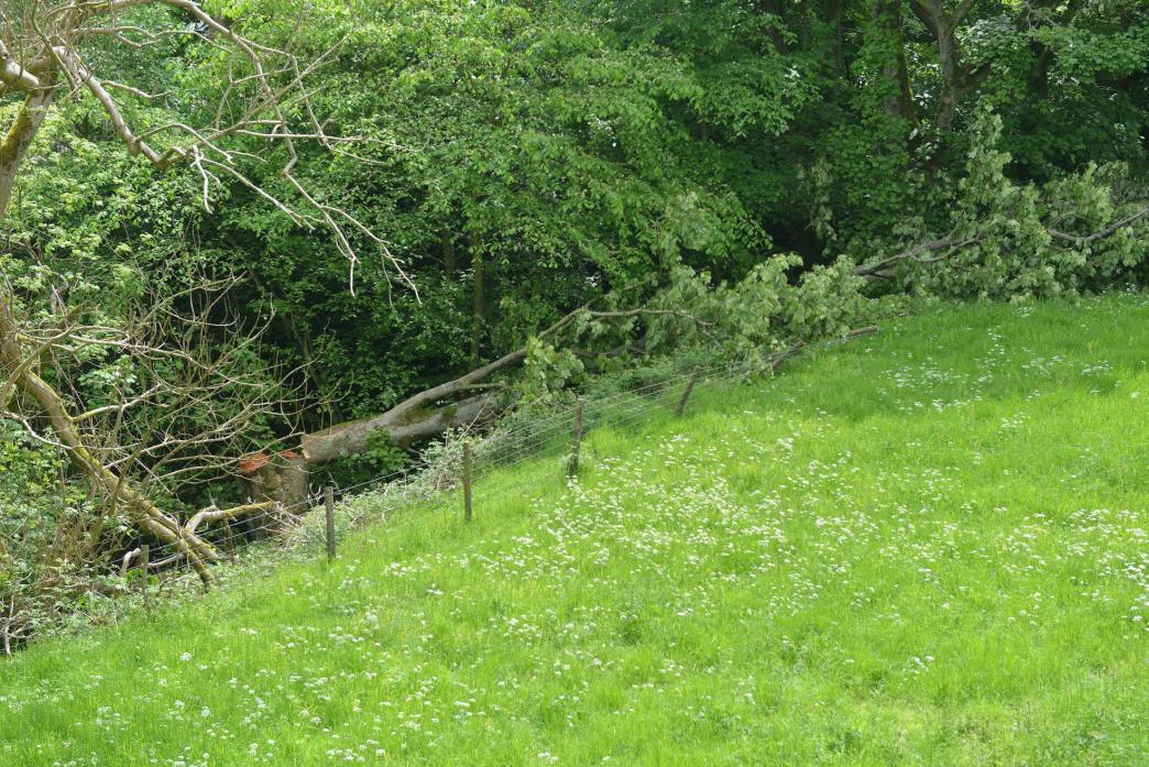 DESTROYED: The sycamore which was illegally felled by vandals at Middleton-in-Teesdale		  TM pic