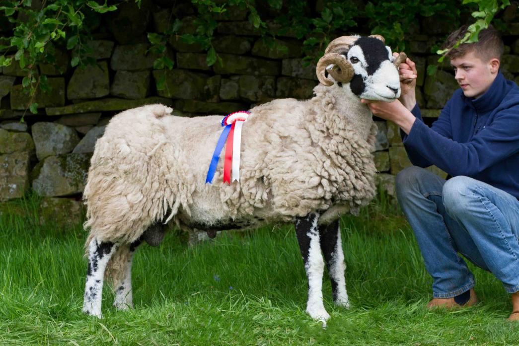 TOP SPOT: Lewis Staley with the champion Swaledale of the day.  Photo by Rachel Watson