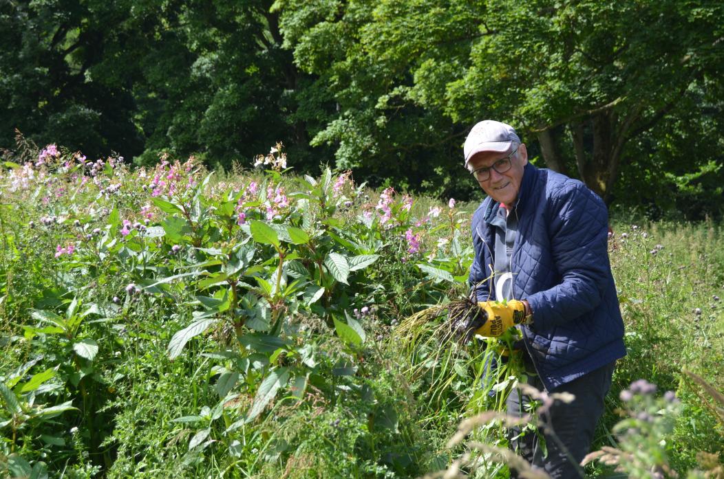 Volunteer Tim Raw shoulder to shoulder with the invasive plant                         TM pics