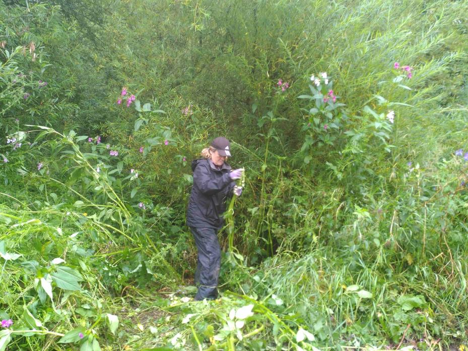 FIGHTING BACK: Janet Clipsham gets to grips with Himalayan balsam as part of the Holmedale Nature Network’s efforts to tackle the alien invader