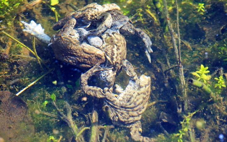 Nature Notes: Amphibian breeding is one heck of a ride - Country Life