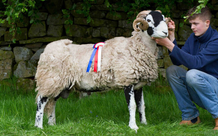 Spring sheep show  is a bleating success