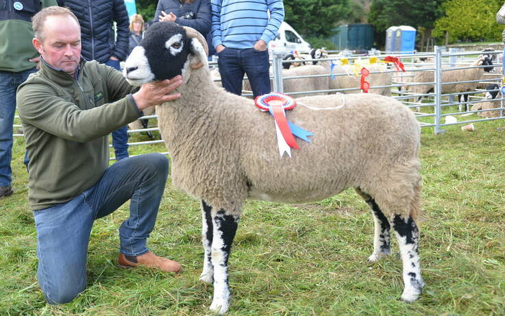 Quality reigns despite difficult sheep season