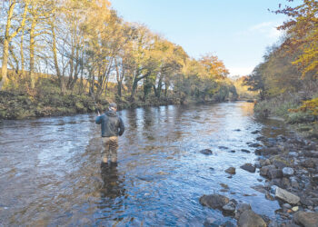 We need to talk about predation of salmon