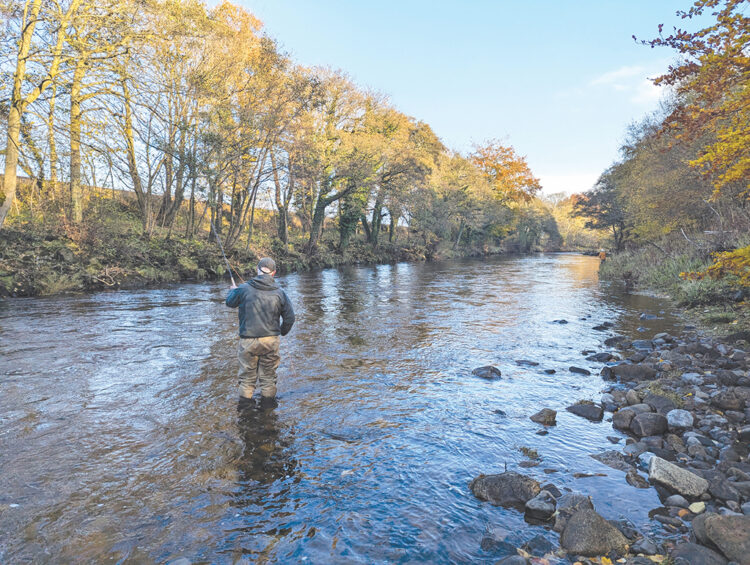 We need to talk about predation of salmon