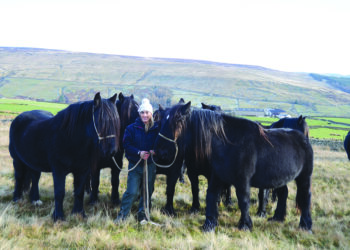 Emma continues Eccles family’s run of Dales Pony success