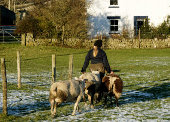 FOUR SEASONS: Elizabeth with the winter feed