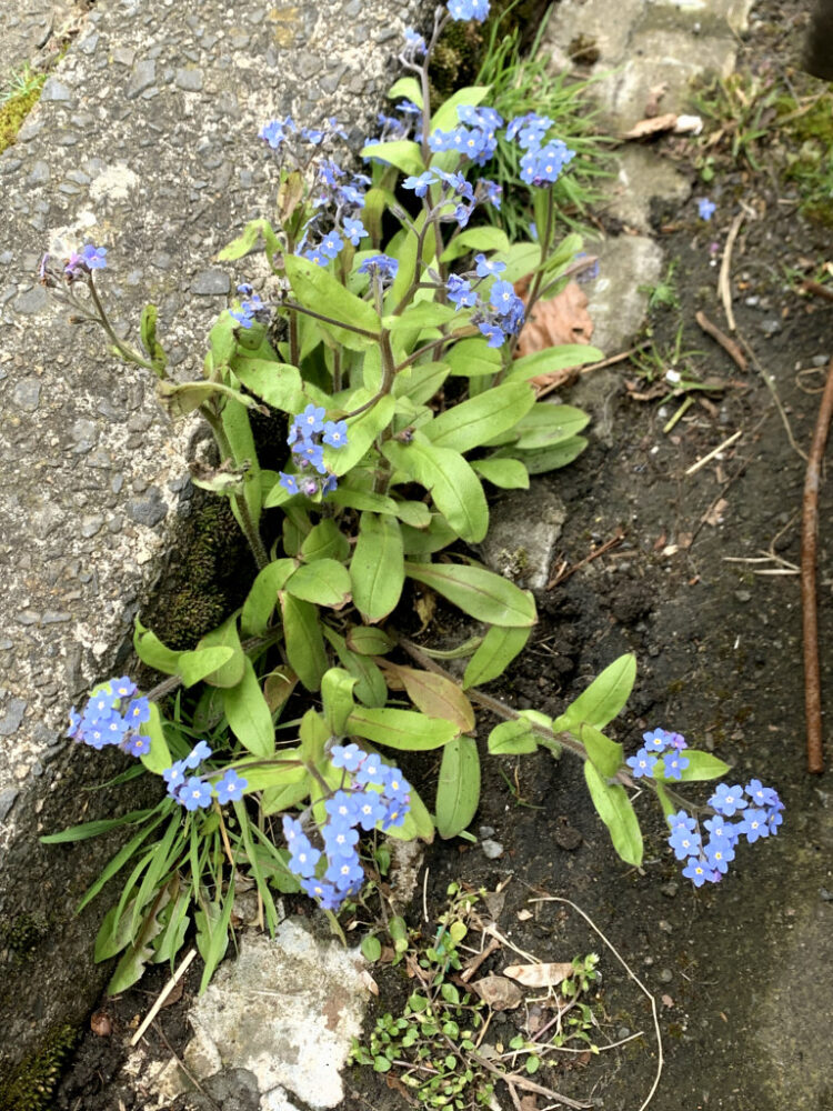 Mouse eared: Forget-me-not
