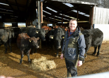 FILM ROLE: Simon Hare with some of his beef Shorthorn and Aberdeen Angus cows at Tree House Farm