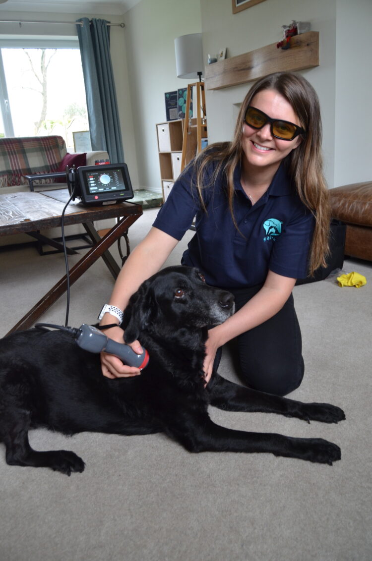 PAIN FREE: Emily Towler treating pet Labrador Maple to a session of laser therapy to ease pain of osteoarthritis