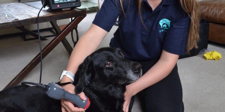 PAIN FREE: Emily Towler treating pet Labrador Maple to a session of laser therapy to ease pain of osteoarthritis