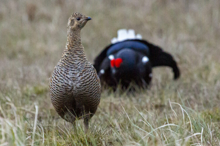 MATING DANCE: A male postures to attract a female,