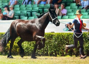 11th title for Dales Pony breeder