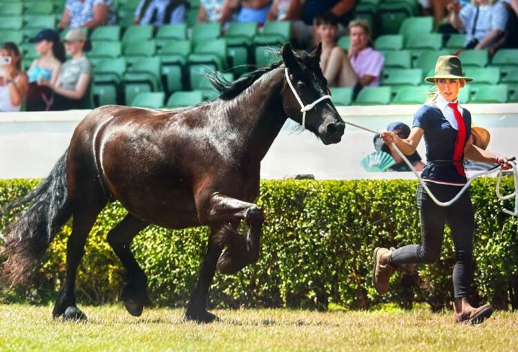 11th title for Dales Pony breeder