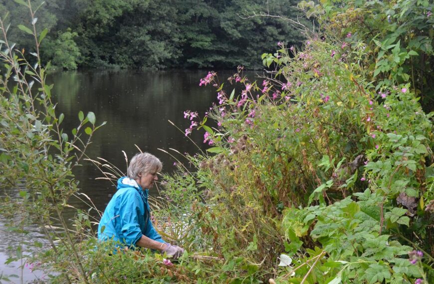 Volunteers tackle riverbank raider