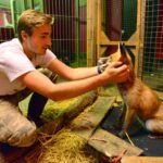 Fox that thinks it’s a human to…