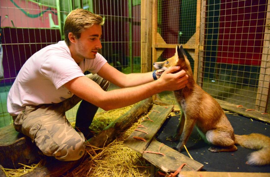 Fox that thinks it’s a&hellip;