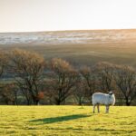 Enviro-savvy farmers to prosper post-Brexit