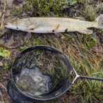 My great expectations for trout season