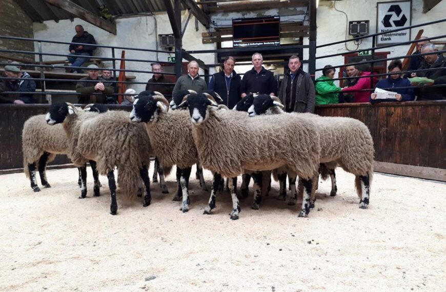 Quality show of sheep at&hellip;