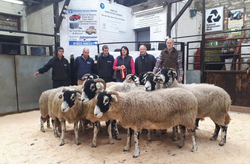 CR Raine & Son show champion pen of ewes at Middleton-in-Teesdale show and sale