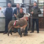 Barningham ram lamb takes top spot in&hellip;