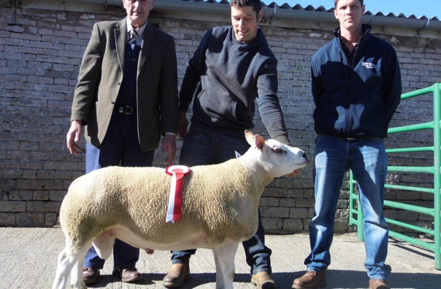 Beltex cross shearling from upper Teesdale judged champion at Kirkby Stephen mart