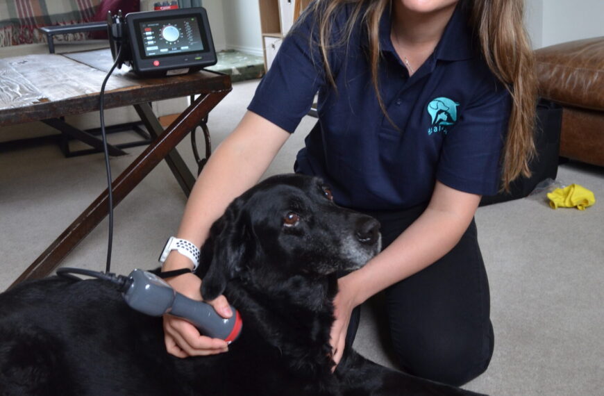 Emily’s mission to help pets&hellip;