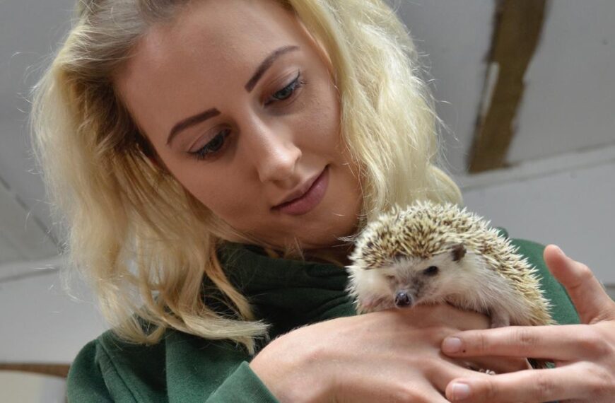 Highlighting prickly problem of the decline in hedgehogs