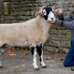 Top Swaledale Sheep Breeders Association C District…