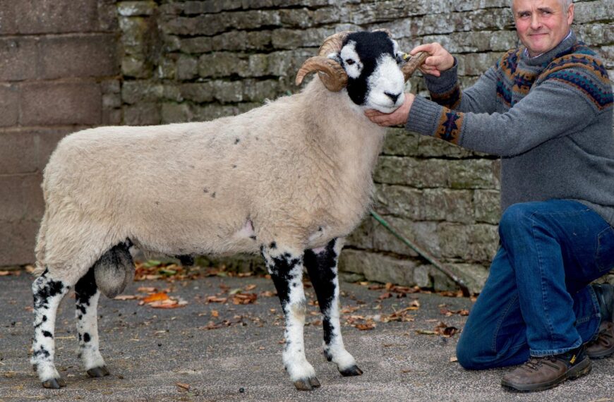 Top Swaledale Sheep Breeders Association&hellip;