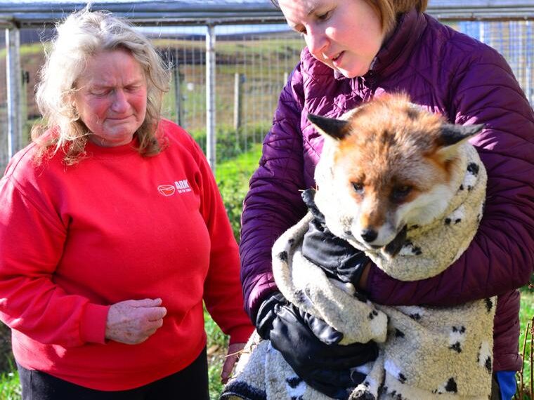 Tears fall as ageing foxes&hellip;