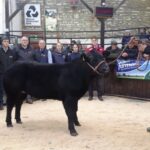 Lunedale Limousin heifer is spring born calves…