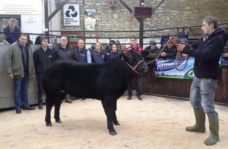 Lunedale Limousin heifer is spring&hellip;