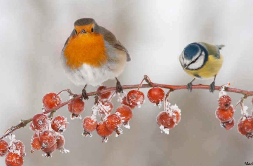 Durham Wildlife Trust’s plea to…
