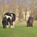 Calls for bonfire night display on Demesnes…